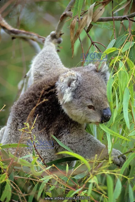  : Koala - Eating eucalpytus leaves
