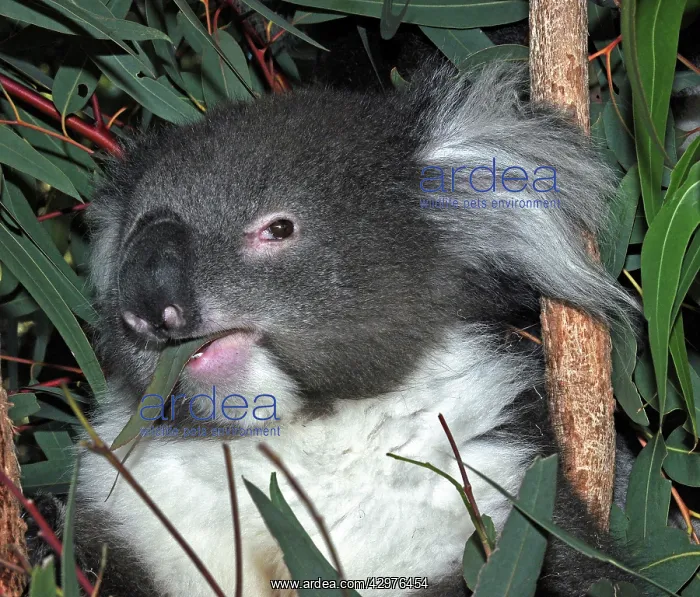 : Koala - eating Eucalyptus leaves : Koala - eating Eucalyptus leaves