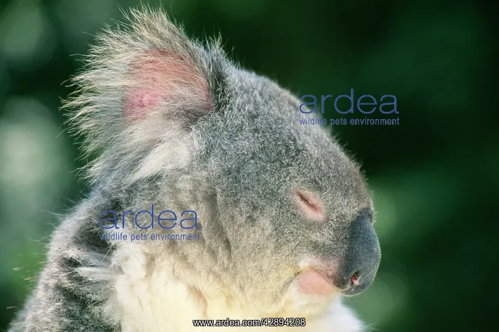 : Koala - with eyes closed : Koala - with eyes closed