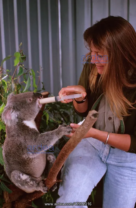 : Koala - being fed with milk-free infant formula : Koala - being fed with milk-free infant formula