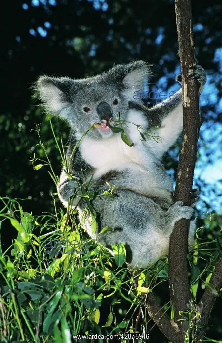 : Koala - Feeding on Eucalyptus leaves : Koala - Feeding on Eucalyptus leaves