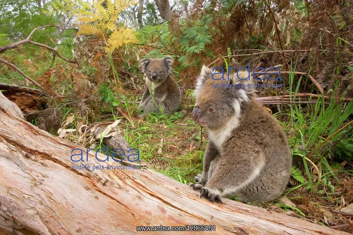 : Koala - female Koala sitting in the foreground : Koala - female Koala sitting in the foreground