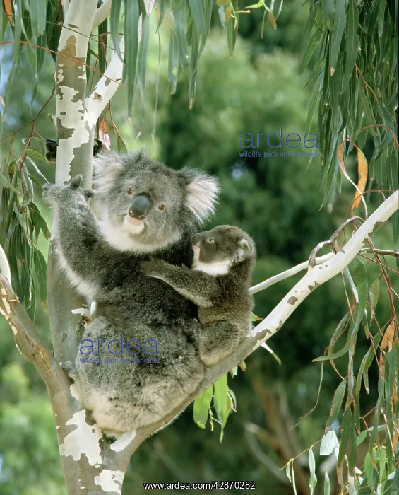 : Koala - Female and young in tree : Koala - Female and young in tree