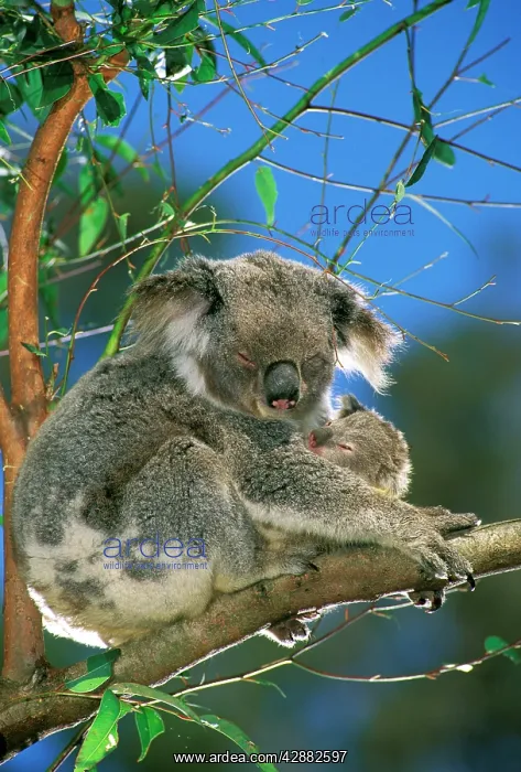 : Koala - Female and young in tree : Koala - Female and young in tree