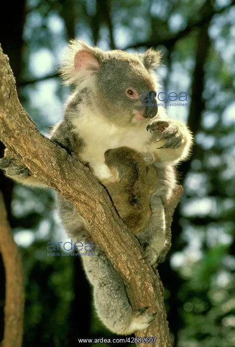 : Koala - Female and young in tree : Koala - Female and young in tree
