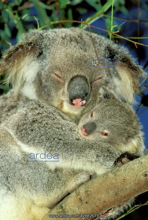 : Koala - Female and young in tree : Koala - Female and young in tree
