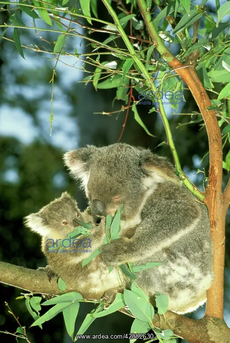 : Koala - Female and young in tree : Koala - Female and young in tree
