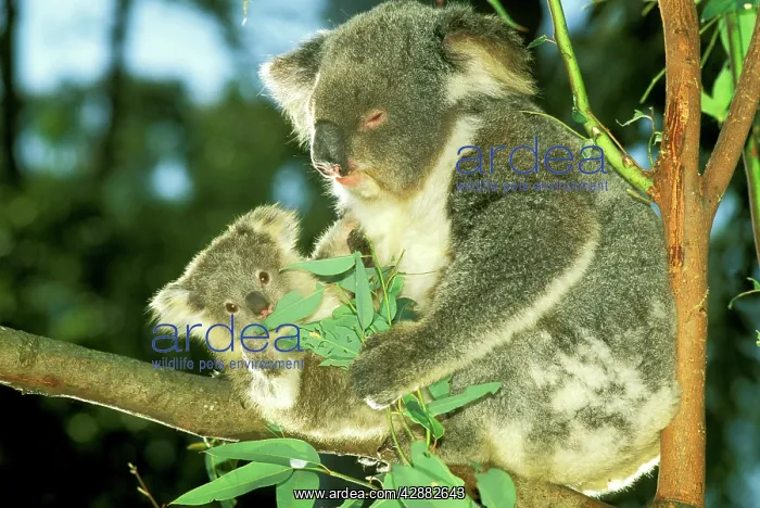 : Koala - Female and young in tree : Koala - Female and young in tree