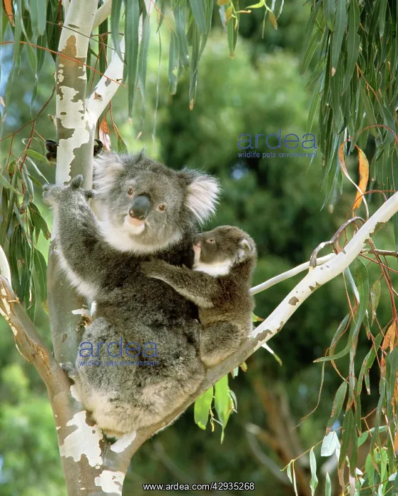 : Koala - female and young in tree : Koala - female and young in tree
