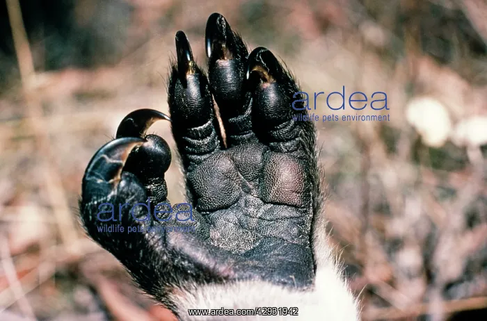  : Koala - front foot - showing first two digits opposable