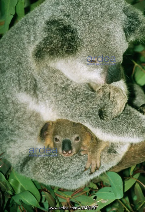 : KOALA - WITH INFANT : KOALA - WITH INFANT