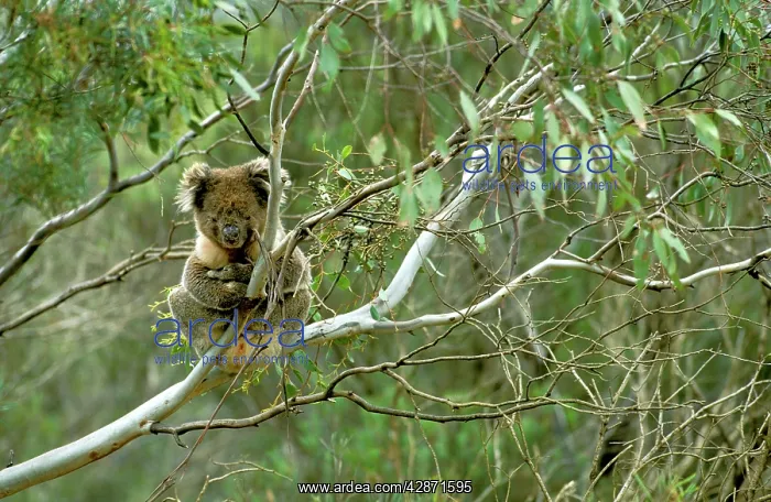 : Koala - Male in tree : Koala - Male in tree