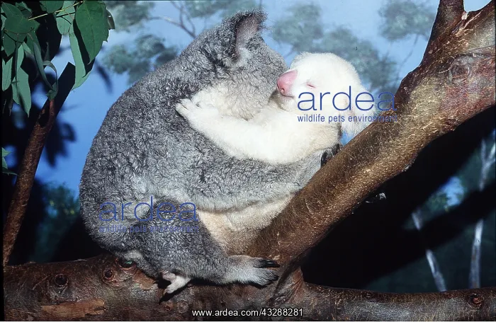 : KOALA - Mother and albino baby hugging : KOALA - Mother and albino baby hugging