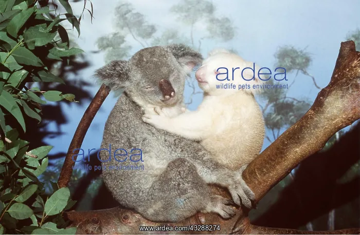 : KOALA - mother with albino baby in tree : KOALA - mother with albino baby in tree