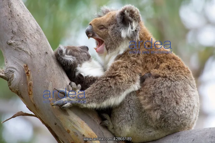 : Koala - mother and baby : Koala - mother and baby