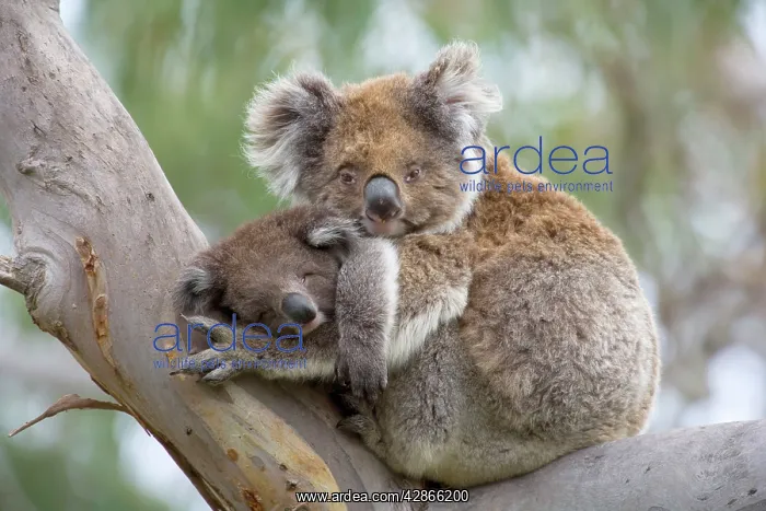 : Koala - mother and baby : Koala - mother and baby