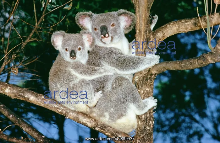 : KOALA - Mother + baby : KOALA - Mother + baby