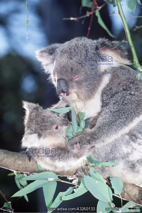 : KOALA - mother and baby eating in tree : KOALA - mother and baby eating in tree