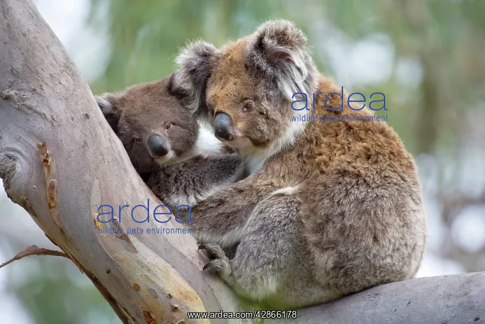 : Koala - mother and child : Koala - mother and child