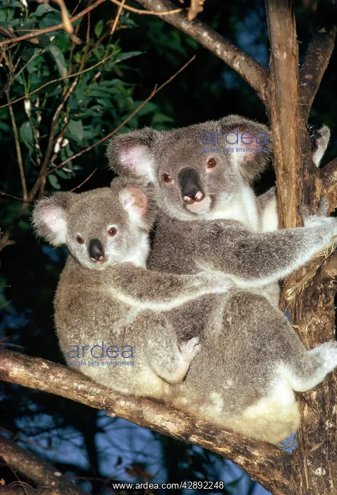 : Koala - mother in tree with baby : Koala - mother in tree with baby