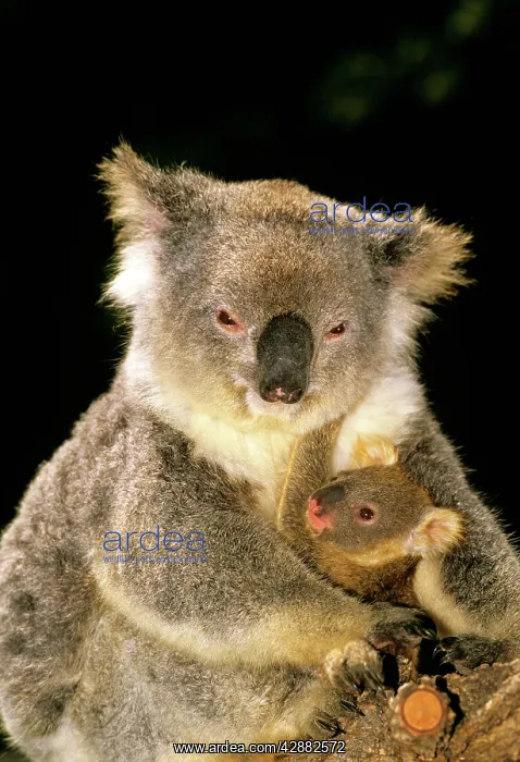 : Koala - mother and young : Koala - mother and young