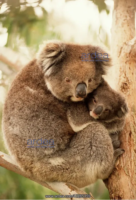 : KOALA - mother and young : KOALA - mother and young