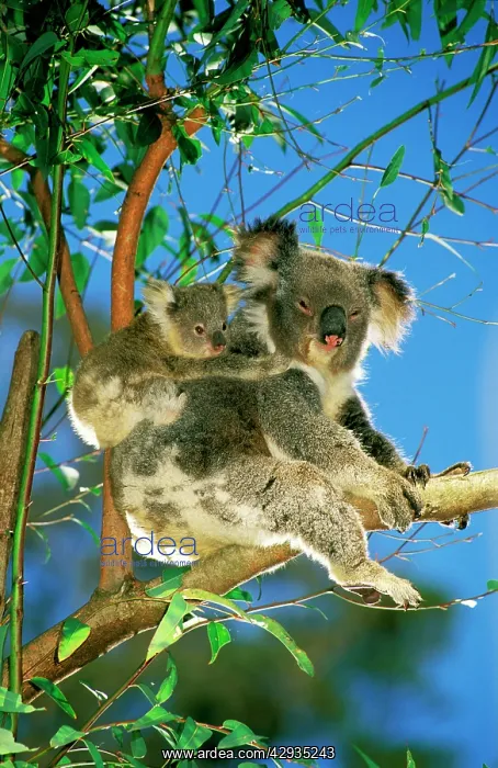 : Koala - mother and young in eucalyptus tree : Koala - mother and young in eucalyptus tree