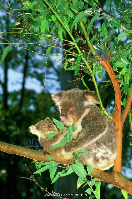 : Koala - Mother and young feeding in eucalyptus tree : Koala - Mother and young feeding in eucalyptus tree