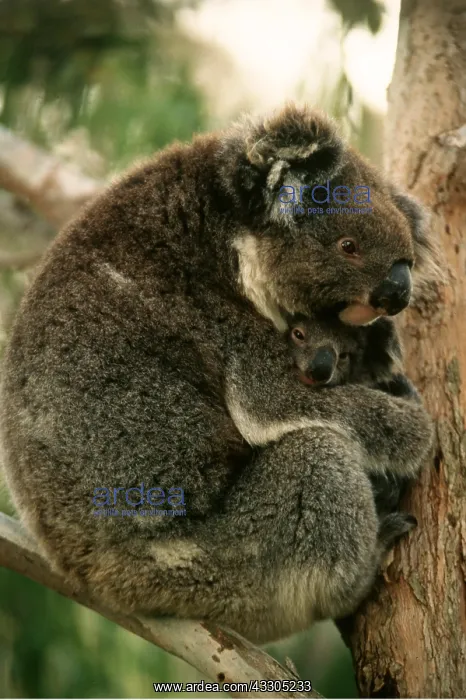 : KOALA - Mother and young in tree : KOALA - Mother and young in tree