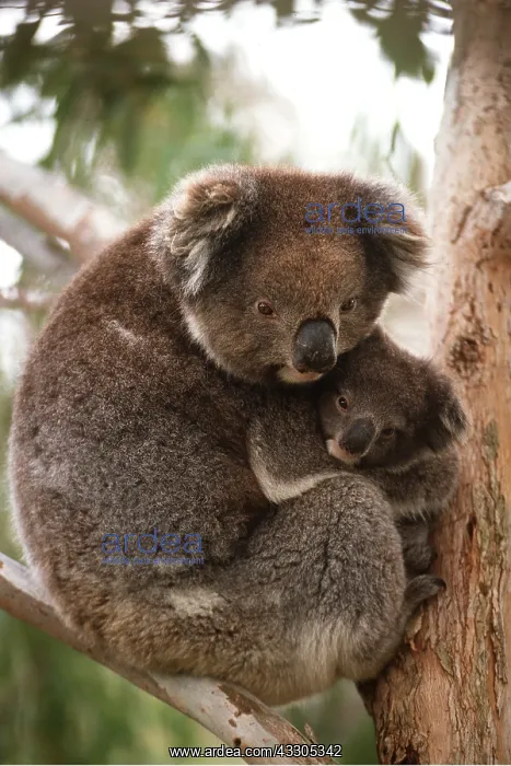 : KOALA - Mother & Young in tree : KOALA - Mother & Young in tree