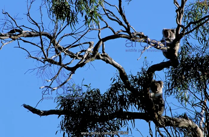 : Koala - On partially defoliated Manna gum: habitat : Koala - On partially defoliated Manna gum: habitat