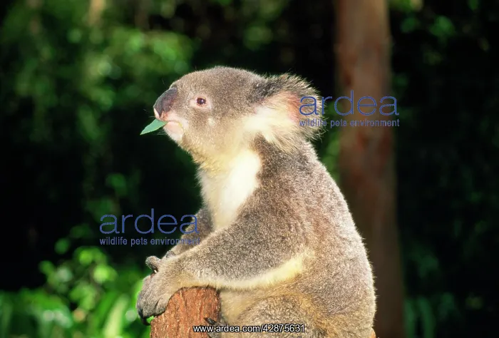 : KOALA - perched on tree chewing Eucalyptus Leaf : KOALA - perched on tree chewing Eucalyptus Leaf