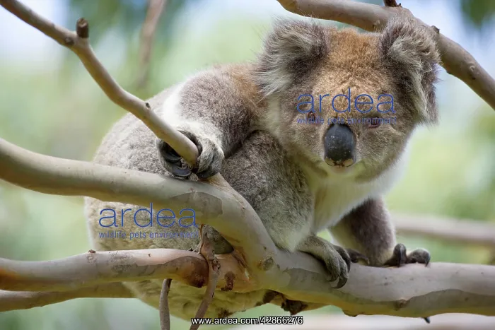 : Koala (Phascolarctos cinereus). Otways National Park, Victoria, Australia : Koala (Phascolarctos cinereus). Otways National Park, Victoria, Australia