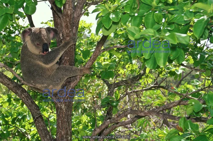 : Koala (Phascolarctos cinereus). Magnetic Island, Great Barrier Reef, Queensland, Australia : Koala (Phascolarctos cinereus). Magnetic Island, Great Barrier Reef, Queensland, Australia