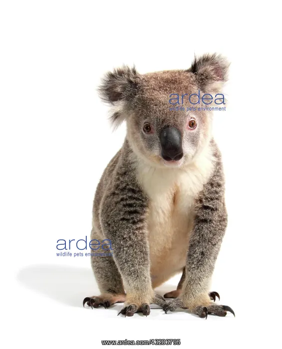 : Koala (Phascolarctos cinereus) : Koala (Phascolarctos cinereus)