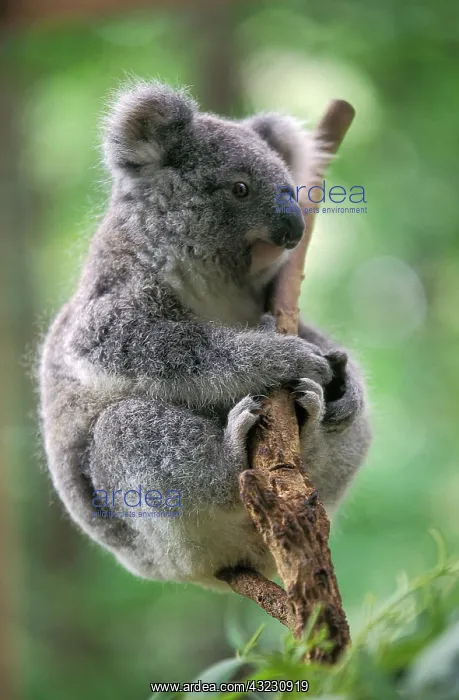 : Koala (phascolarctos cinereus) : Koala (phascolarctos cinereus)