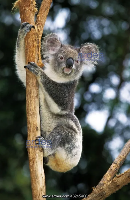 : KOALA (phascolarctos cinereus), ADULT HANGING FROM BRANCH : KOALA (phascolarctos cinereus), ADULT HANGING FROM BRANCH