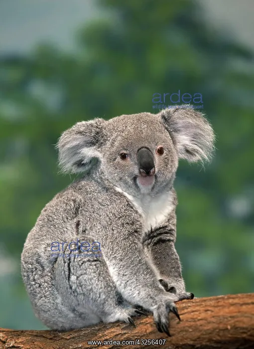 : Koala (phascolarctos cinereus), Female standing on Branch : Koala (phascolarctos cinereus), Female standing on Branch