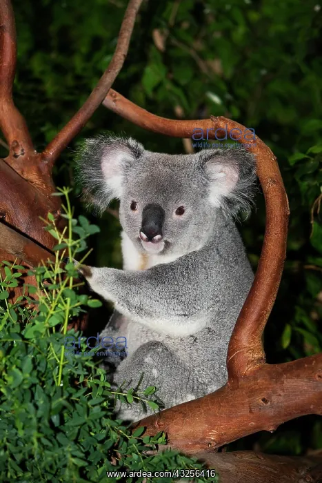 : Koala (phascolarctos cinereus), Male Sitting on Branch : Koala (phascolarctos cinereus), Male Sitting on Branch