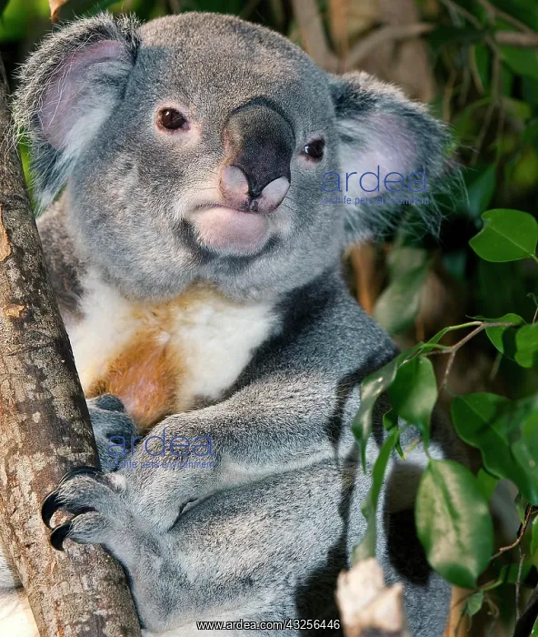 : Koala (phascolarctos cinereus), Male standing on Branch : Koala (phascolarctos cinereus), Male standing on Branch