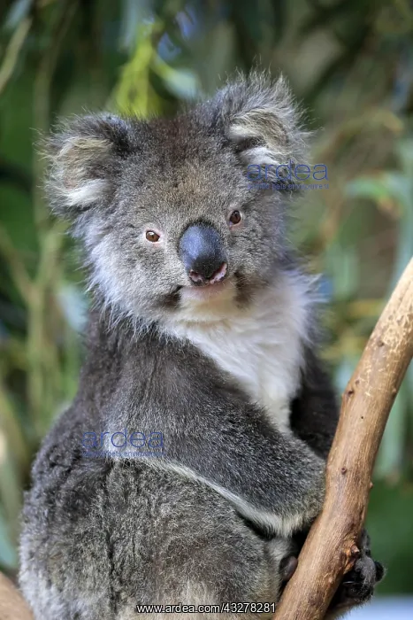 : Koala (Phascolarctos cinereus), adult, animal portrait : Koala (Phascolarctos cinereus), adult, animal portrait