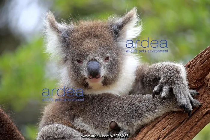 : Koala (Phascolarctos cinereus), adult, animal portrait : Koala (Phascolarctos cinereus), adult, animal portrait