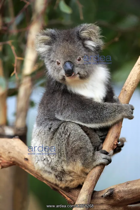 : Koala (Phascolarctos cinereus), adult on branch : Koala (Phascolarctos cinereus), adult on branch