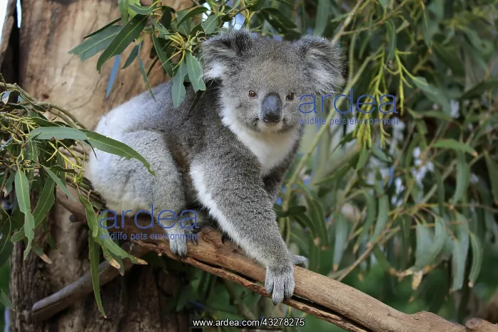 : Koala (Phascolarctos cinereus), adult, climbs in : Koala (Phascolarctos cinereus), adult, climbs in