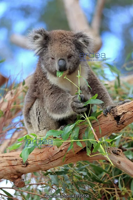  : Koala (Phascolarctos cinereus), adult, feeding