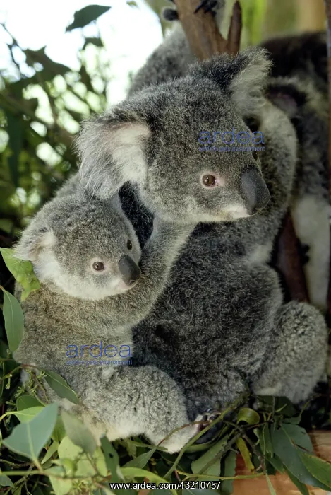  : Koala (Phascolarctos cinereus), adult, female, with