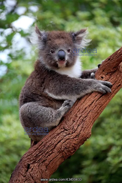 : Koala (Phascolarctos cinereus), adult, Parndana : Koala (Phascolarctos cinereus), adult, Parndana