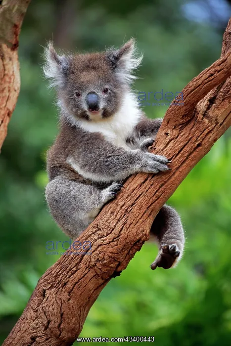 : Koala (Phascolarctos cinereus), adult, Parndana : Koala (Phascolarctos cinereus), adult, Parndana
