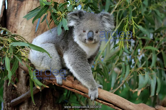 : Koala (Phascolarctos cinereus), adult, Parndana : Koala (Phascolarctos cinereus), adult, Parndana