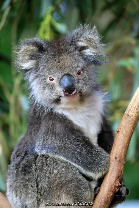 : Koala (Phascolarctos cinereus), adult, Parndana : Koala (Phascolarctos cinereus), adult, Parndana